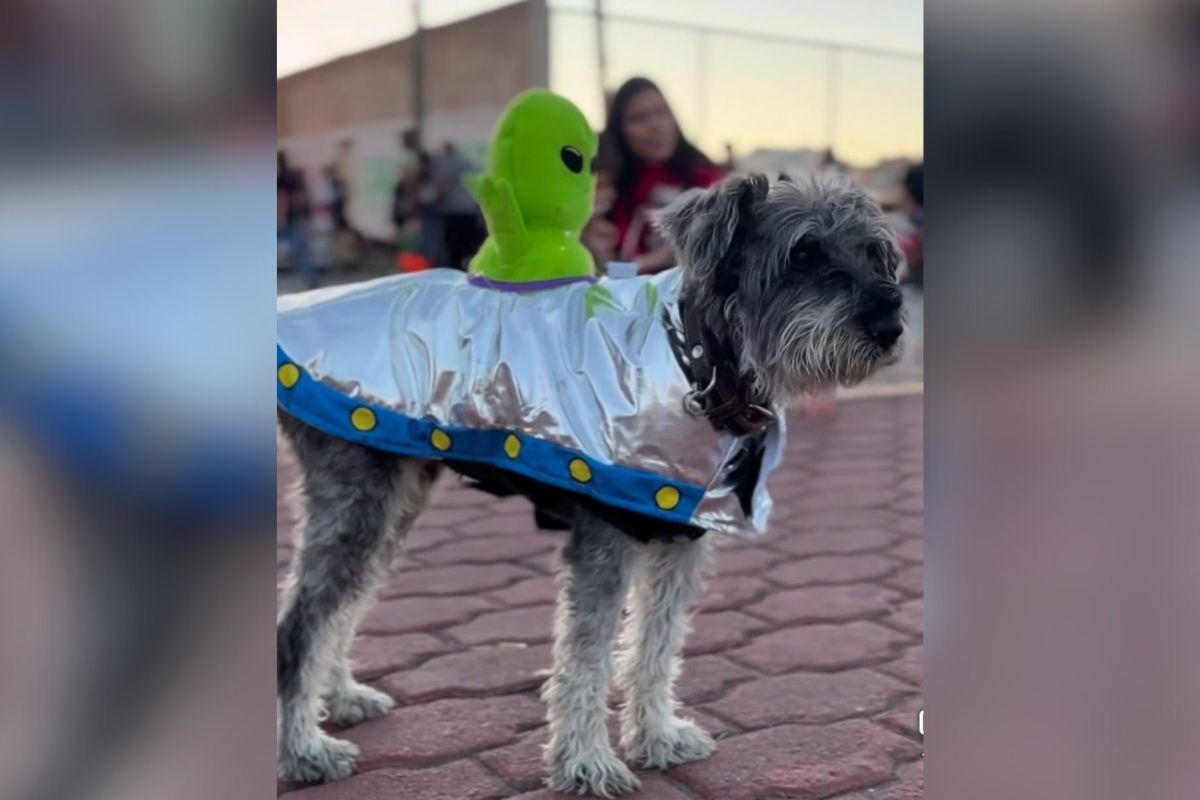 Huellitas de Amor celebra colorida caminata de Día de Muertos en Fresnillo