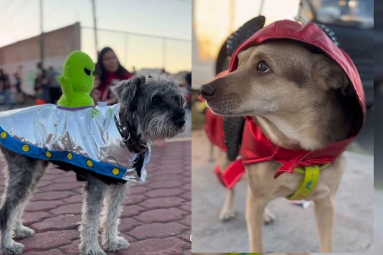 Huellitas de Amor celebra colorida caminata de Día de Muertos en Fresnillo