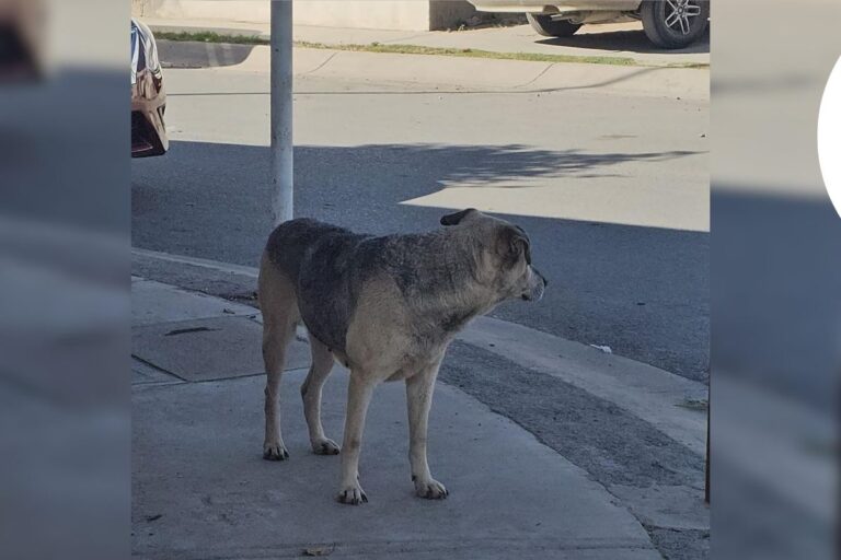 Más de 20 mil perros en Fresnillo necesitan ayuda este invierno