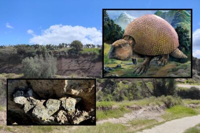 INAH resguarda fósiles de megafauna del Pleistoceno hallados en Acatzingo, Puebla