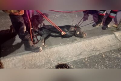 Confusión nocturna: “cerdo salvaje” alarma a vecinos en la Quinta Sección