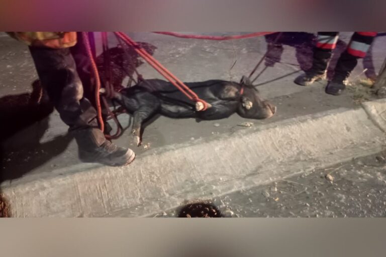 Confusión nocturna: “cerdo salvaje” alarma a vecinos en la Quinta Sección