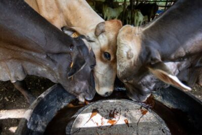 Ganaderos acusan “sobrerregulación” tras emergencia por gusano barrenador