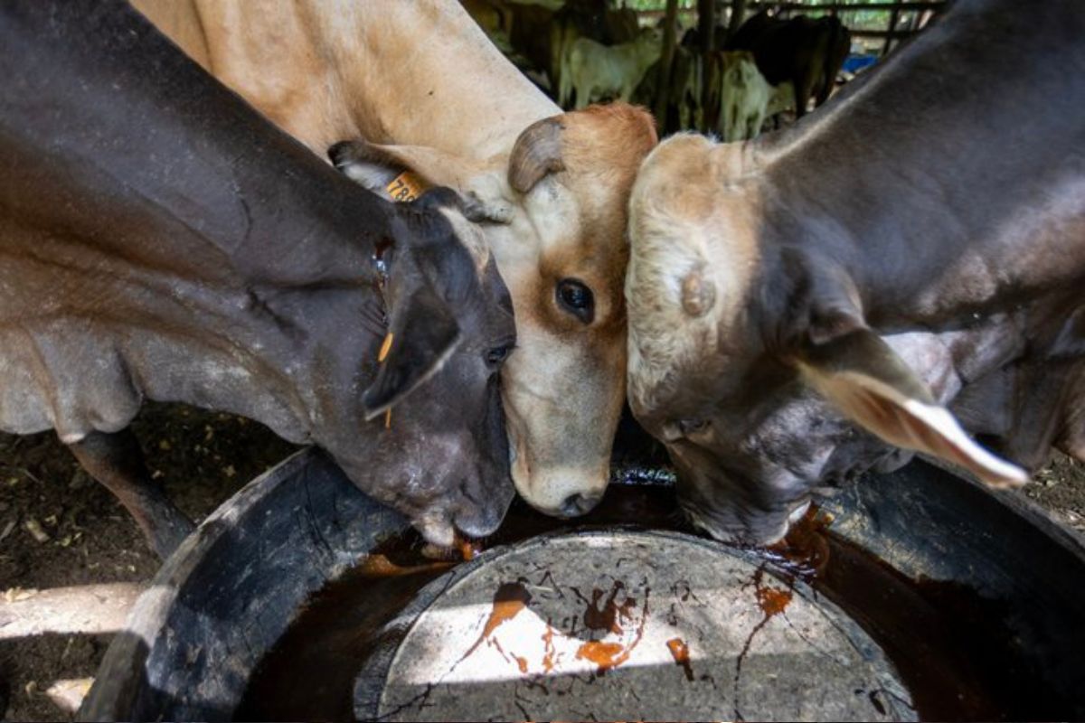 Ganaderos acusan “sobrerregulación” tras emergencia por gusano barrenador