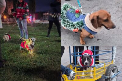 “Caminata de Luces Navidad” ilumina Fresnillo y protege a los animales