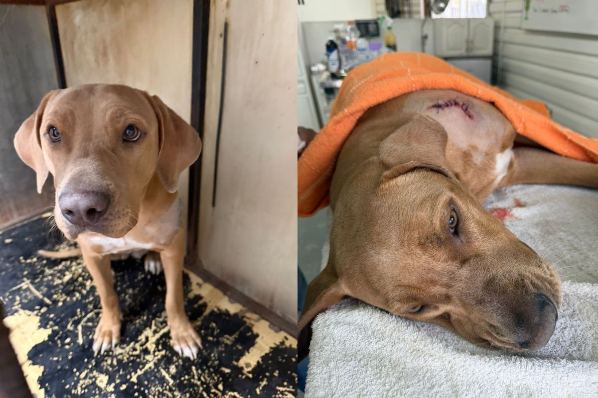 En el metro de la CDMX rescatan a perrita herida