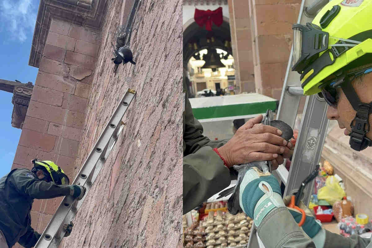 Protección Civil rescata a paloma atrapada en estructura de la Catedral de Zacatecas