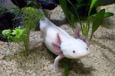 En Querétaro descubren especie de ajolote en peligro de extinción