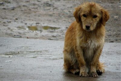 ¿Cómo salvar una vida en la calle? Guía para proteger a los perros del frío y la lluvia en Zacatecas