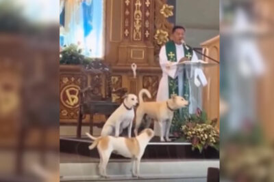 Perritos asisten a misa, participan en los cantos y conmueven a fieles | Video