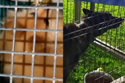 Rescatan a 27 perros durante un cateo en Xochimilco