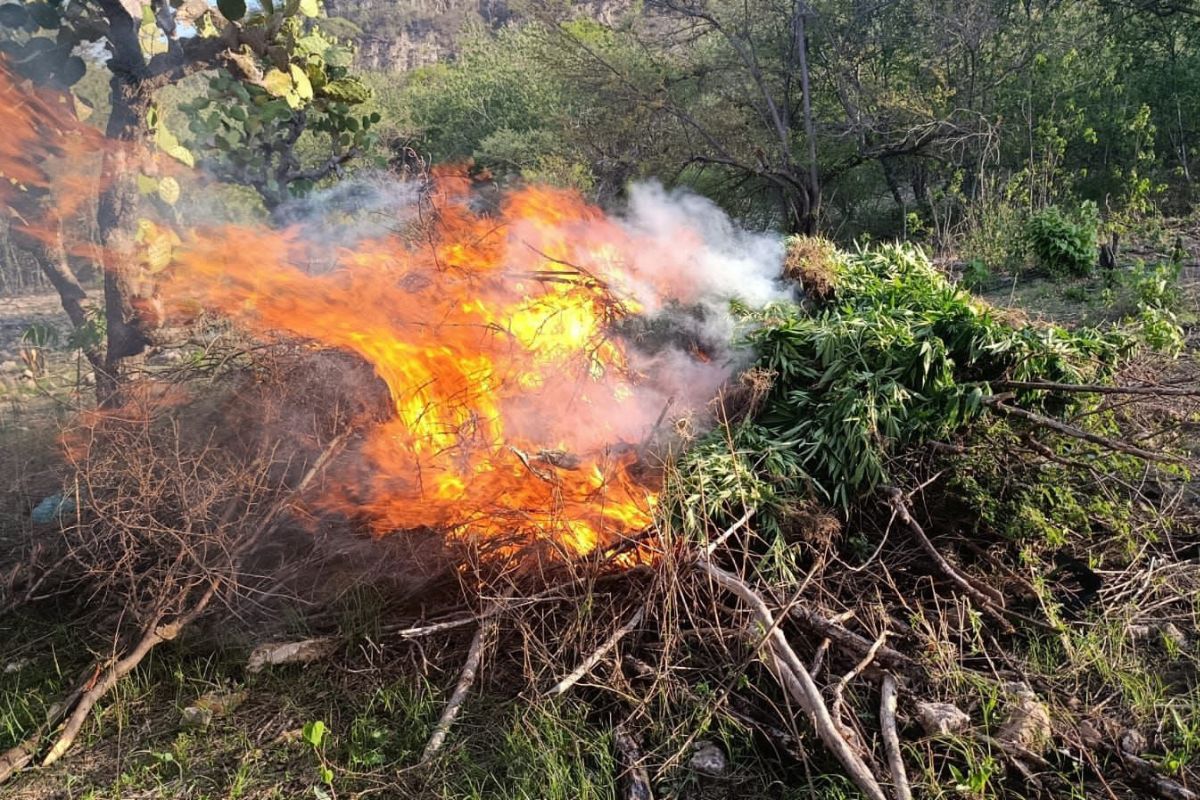 Aseguran y destruyen más de 1.3 toneladas de marihuana en la sierra de Florencia de Benito Juárez
