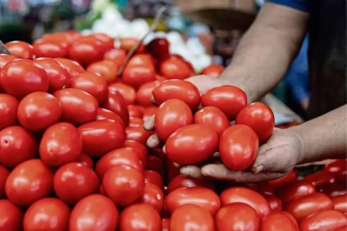 Baja el precio del jitomate en México; consumidores de Zacatecas también se benefician