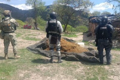 Aseguran seis vehículos, un arma y destruyen 300 kilos de marihuana en Florencia de Benito Juárez