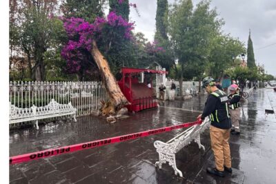 Cae árbol en el Jardín Principal de Jerez; autoridades descartan personas lesionadas