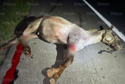 Conductor resulta lesionado tras chocar contra una yegua en la autopista de Fresnillo