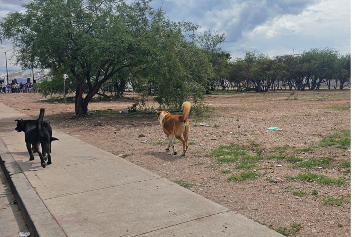 Vecinos de San Carlos exigen atención urgente por perros callejeros y basurero clandestino