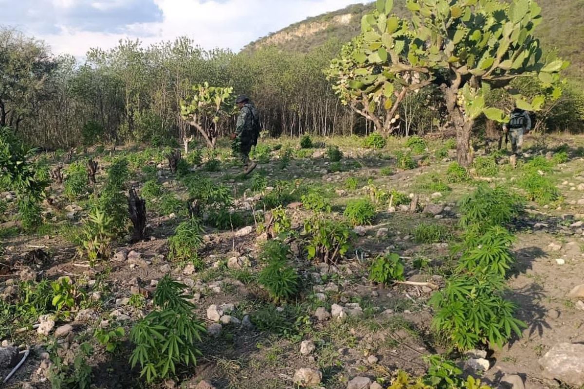 Aseguran y destruyen más de 1.3 toneladas de marihuana en la sierra de Florencia de Benito Juárez.