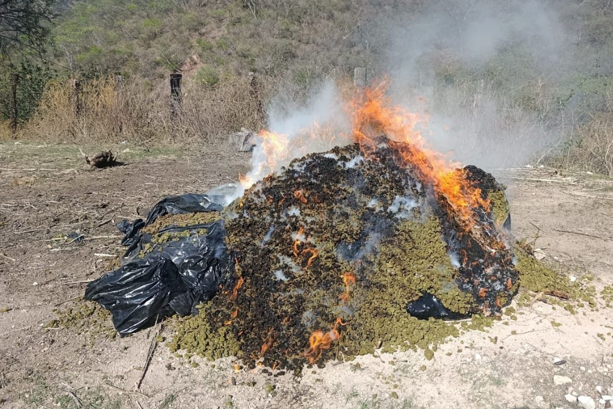 Aseguran y destruyen más de 1.3 toneladas de marihuana en la sierra de Florencia de Benito Juárez.