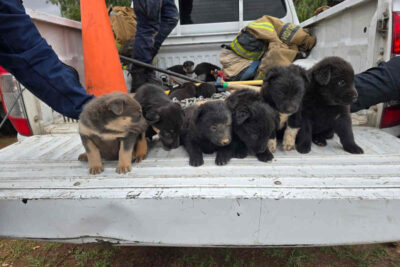 Rescatan cachorros abandonados cerca del panteón Jardines del Recuerdo; buscan familias para adopción