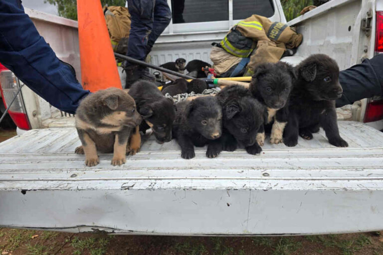 Rescatan cachorros abandonados cerca del panteón Jardines del Recuerdo; buscan familias para adopción