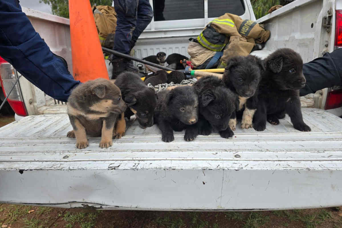 Rescatan cachorros abandonados cerca del panteón Jardines del Recuerdo; buscan familias para adopción