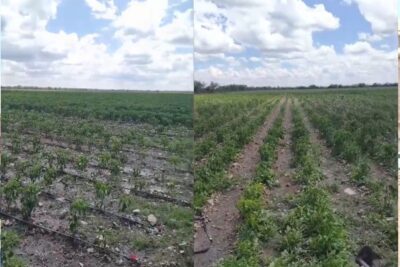 Granizo y bajos precios golpean cultivos de chile en Zacatecas