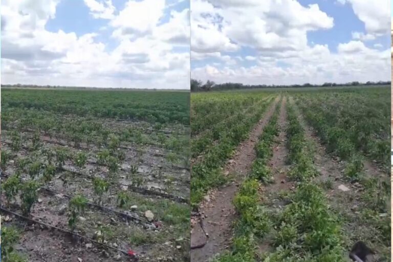 Granizo y bajos precios golpean cultivos de chile en Zacatecas