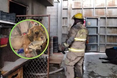 Corto circuito provoca incendio en albergue de Torreón; mueren 13 perritos