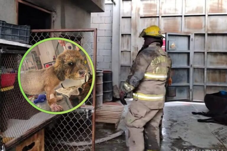 Corto circuito provoca incendio en albergue de Torreón; mueren 13 perritos