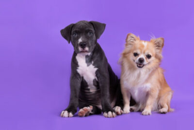 Anuncian jornada de esterilización gratuita para perros y gatos en Guadalupe
