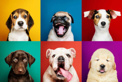 Día Mundial del Perro 2026: por qué se celebra el 21 de julio y cuál es su verdadero objetivo